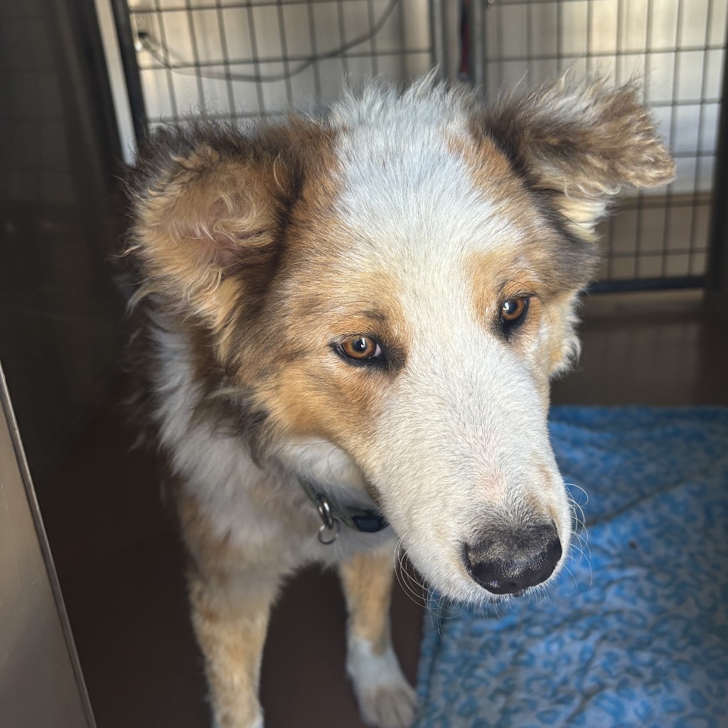 Shelter Stray Male Dog last seen , 1500 Idalia Rd NE, Bernalillo, NM 87004, USA