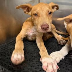 Shelter Stray Male Dog last seen , 2350 Appling City Cove, Memphis, TN 38133, USA