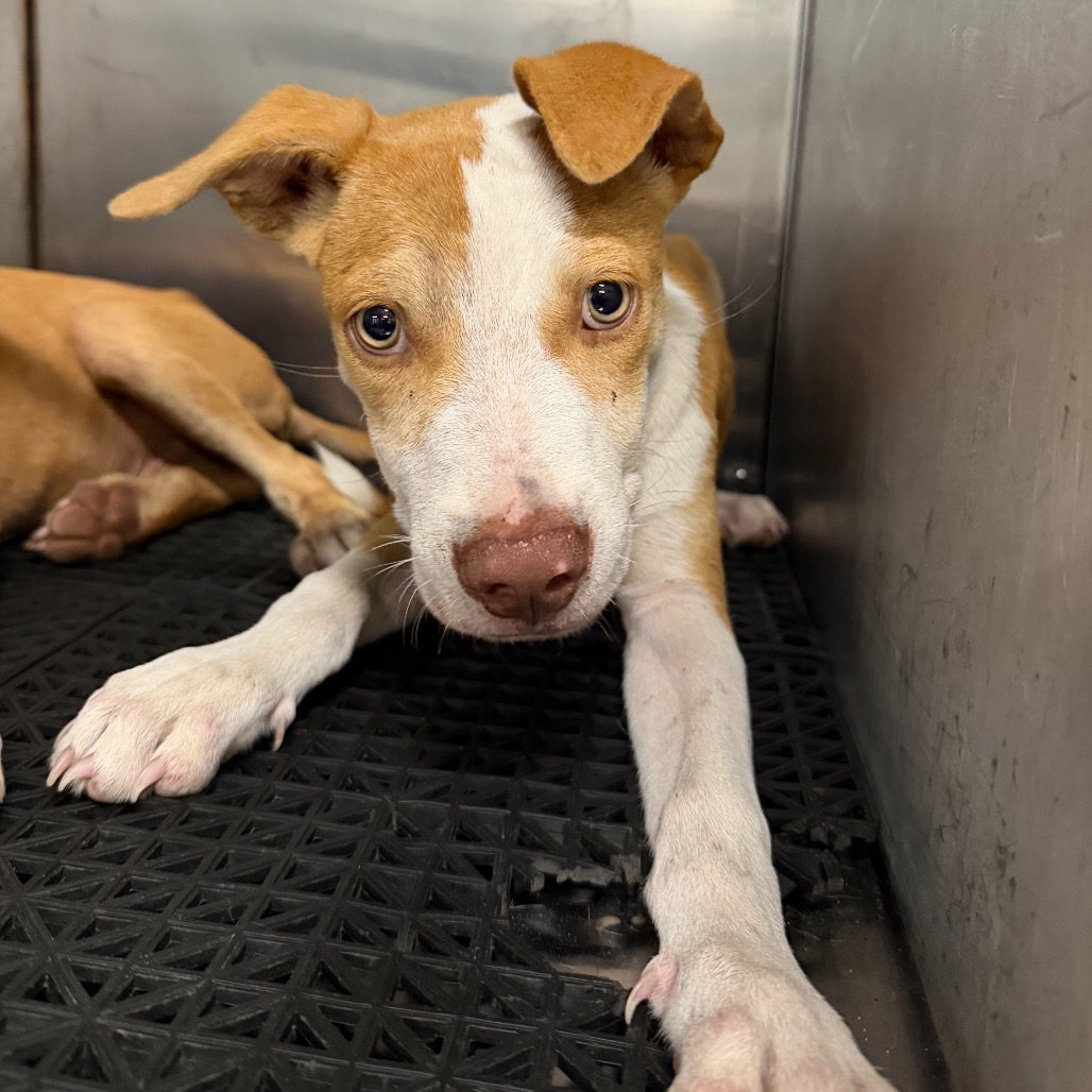 Shelter Stray Male Dog last seen , 2350 Appling City Cove, Memphis, TN 38133, USA