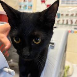 Shelter Stray Female Cat last seen , 2350 Appling City Cove, Memphis, TN 38133, USA