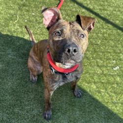 Shelter Stray Female Dog last seen , Animal Care & Control Team of Philly, 111 W Hunting Park Ave, Philadelphia, PA 19140, USA
