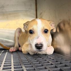 Shelter Stray Female Dog last seen , 2350 Appling City Cove, Memphis, TN 38133, USA