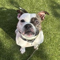 Shelter Stray Female Dog last seen , Animal Care & Control Team of Philly, 111 W Hunting Park Ave, Philadelphia, PA 19140, USA