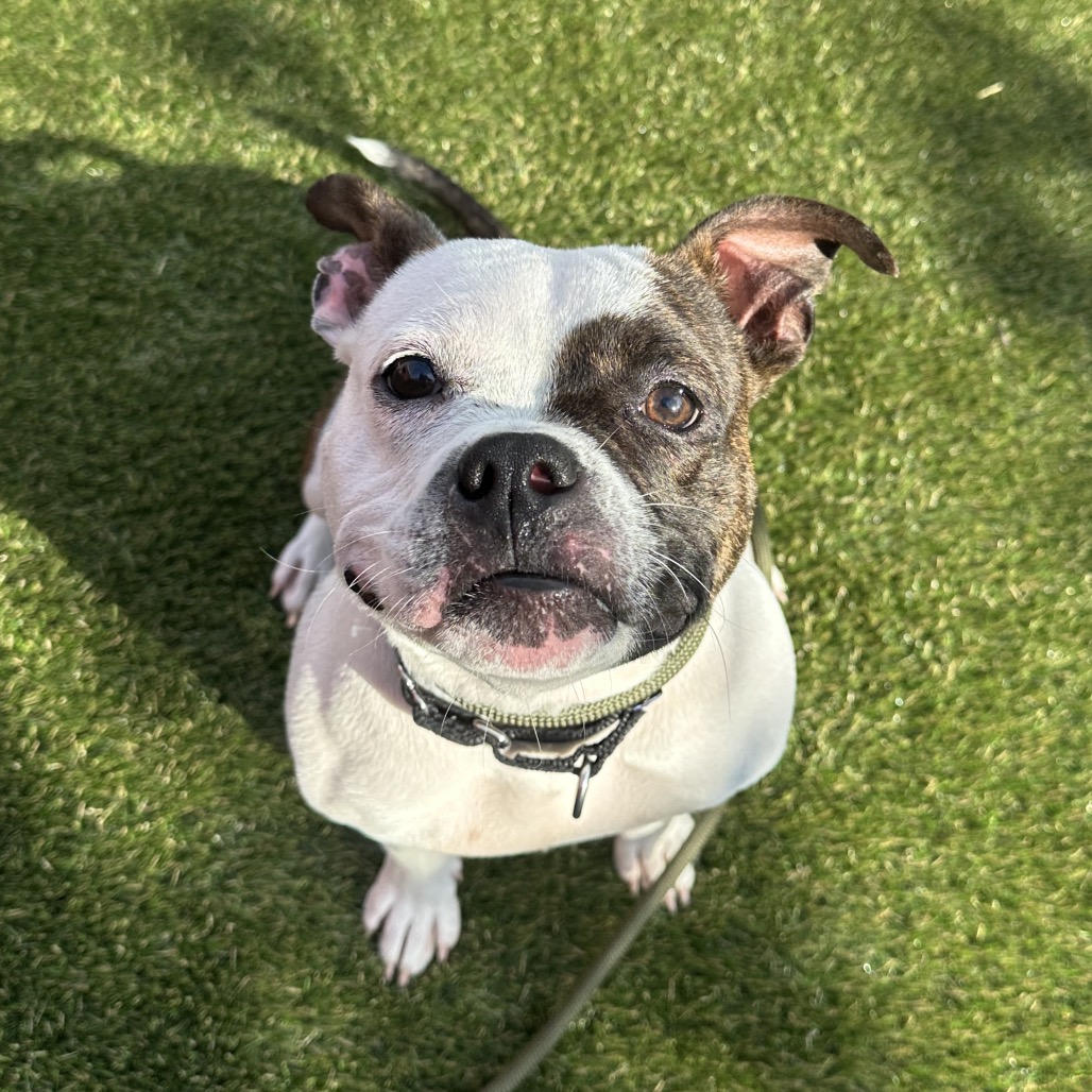 Shelter Stray Female Dog last seen , Animal Care & Control Team of Philly, 111 W Hunting Park Ave, Philadelphia, PA 19140, USA