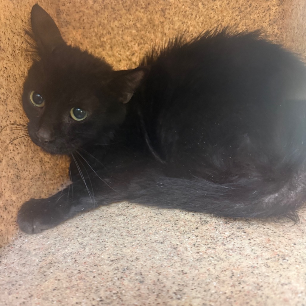 Shelter Stray Male Cat last seen , 2350 Appling City Cove, Memphis, TN 38133, USA
