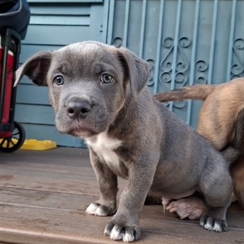 Shelter Stray Male Dog last seen , 3612 11th Ave, Los Angeles, CA 90018, USA