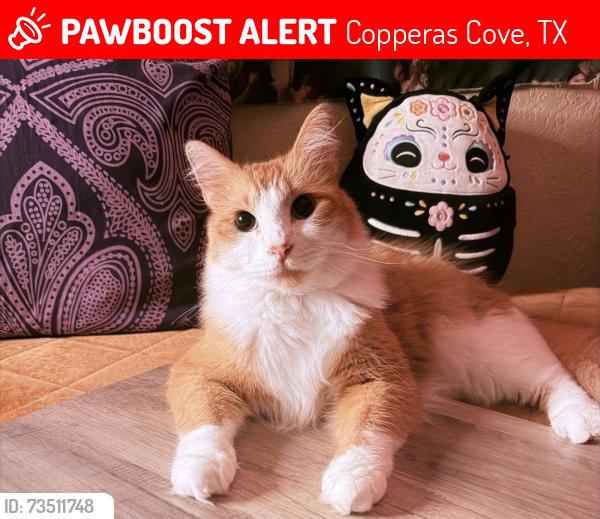 Lost Male Cat last seen Copperas Cove Park, Copperas Cove, TX 76522