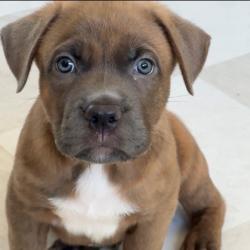 Shelter Stray Male Dog last seen , 3612 11th Ave, Los Angeles, CA 90018, USA