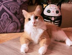 Lost Male Cat last seen Copperas Cove Park, Copperas Cove, TX 76522