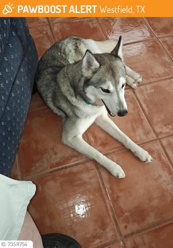 Found/Stray Unknown Dog last seen Misty Cove and Corinne Ct, Westfield, TX 77449