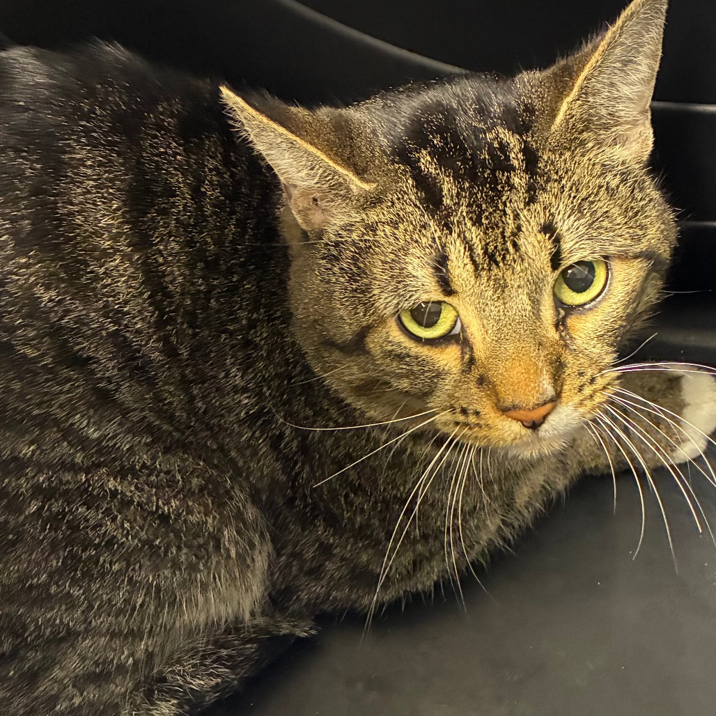 Shelter Stray Male Cat last seen , 1013 Garfield St, Oak Park, IL 60304, USA
