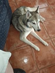 Found/Stray Unknown Dog last seen Misty Cove and Corinne Ct, Westfield, TX 77449