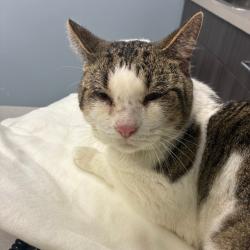 Shelter Stray Male Cat last seen , 1013 Garfield St, Oak Park, IL 60304, USA
