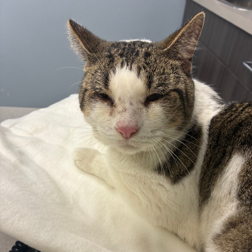 Shelter Stray Male Cat last seen , 1013 Garfield St, Oak Park, IL 60304, USA