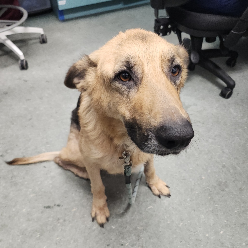 Shelter Stray Male Dog last seen , 3607 N Armenia Ave, Tampa, FL 33607, USA