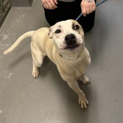 Shelter Stray Male Dog last seen , 14 Forever Friend Ln, Asheville, NC 28806, USA