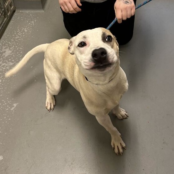 Shelter Stray Male Dog last seen , 14 Forever Friend Ln, Asheville, NC 28806, USA