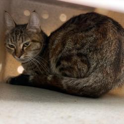 Shelter Stray Female Cat last seen , 2608 Center St, Tacoma, WA 98409, USA