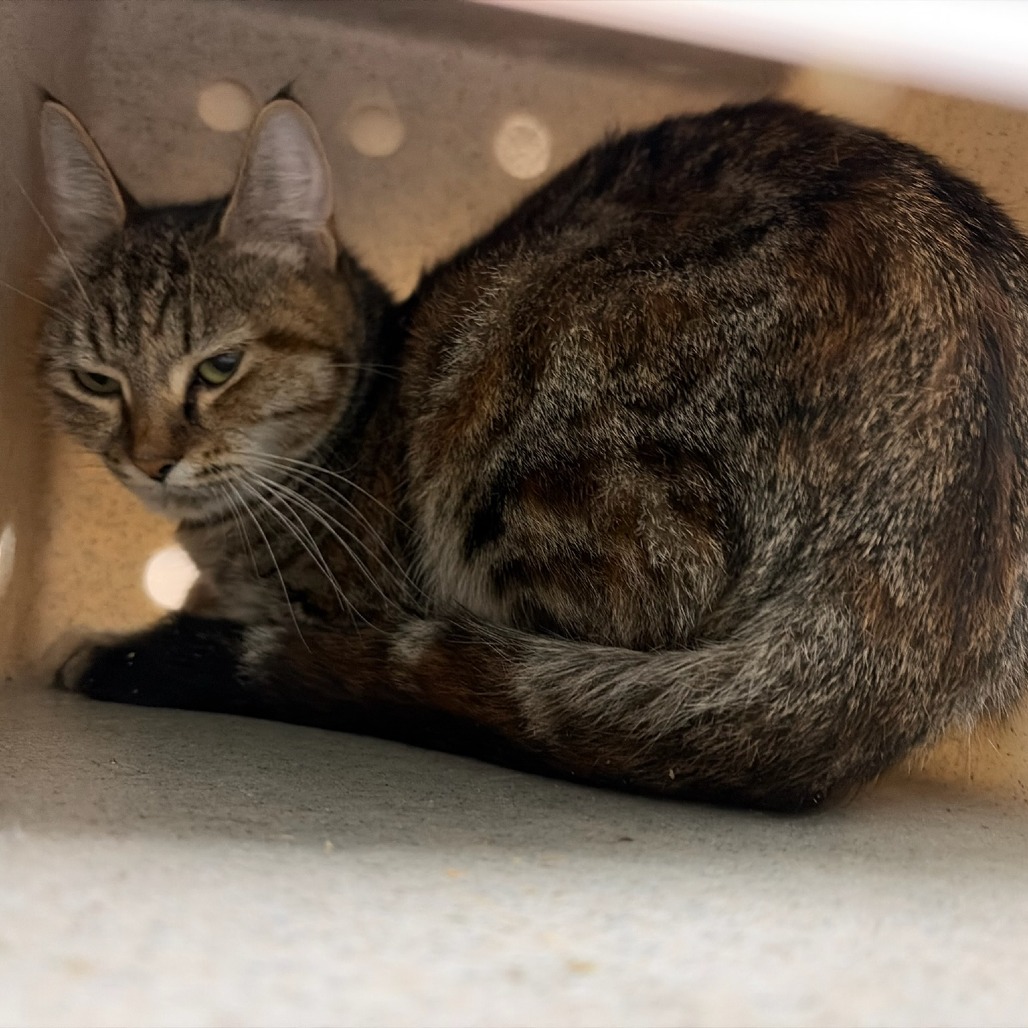 Shelter Stray Female Cat last seen , 2608 Center St, Tacoma, WA 98409, USA