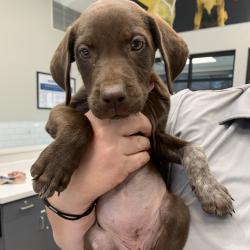 Shelter Stray Female Dog last seen , 425 Kirksey Dr, Morganton, NC 28655, USA