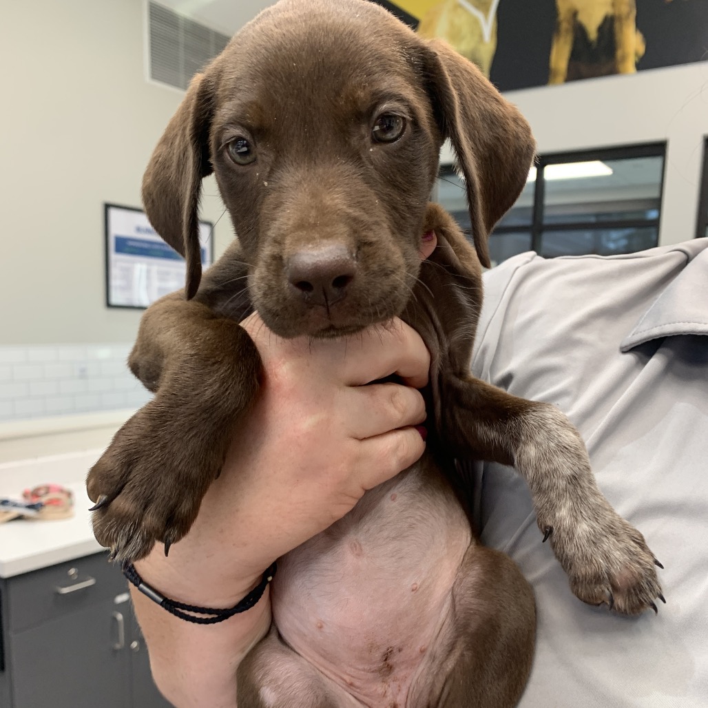 Shelter Stray Female Dog last seen , 425 Kirksey Dr, Morganton, NC 28655, USA