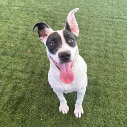 Shelter Stray Female Dog last seen , 361 S Raymond Ave, Pasadena, CA 91105, USA