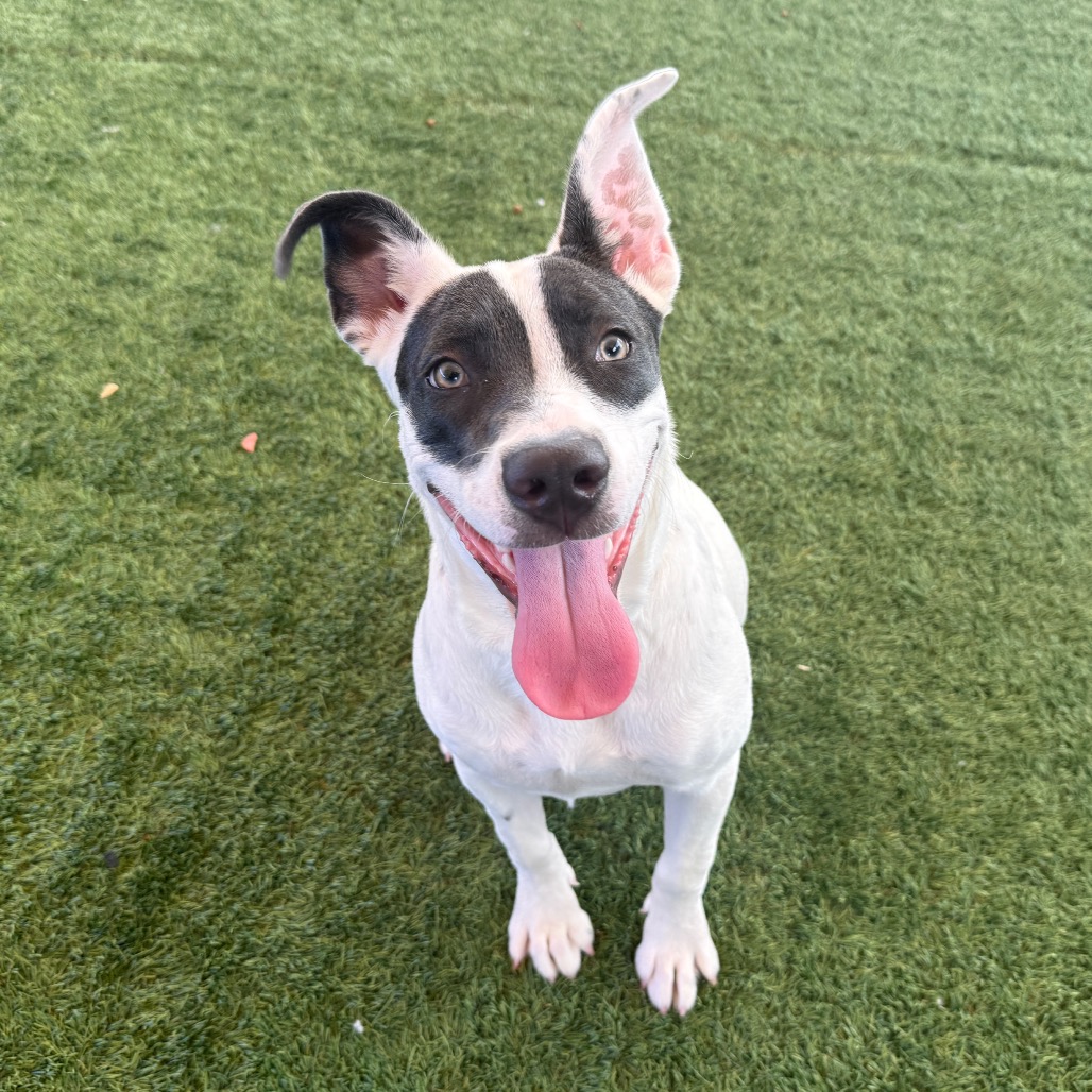 Shelter Stray Female Dog last seen , 361 S Raymond Ave, Pasadena, CA 91105, USA