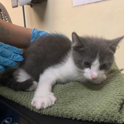 Shelter Stray Male Cat last seen , 361 S Raymond Ave, Pasadena, CA 91105, USA