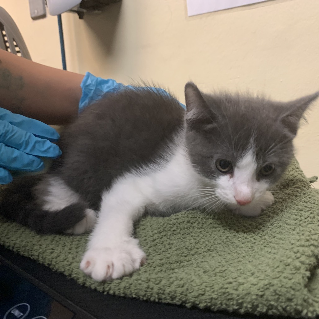 Shelter Stray Male Cat last seen , 361 S Raymond Ave, Pasadena, CA 91105, USA