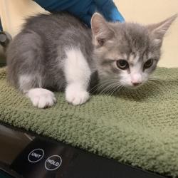 Shelter Stray Female Cat last seen , 361 S Raymond Ave, Pasadena, CA 91105, USA