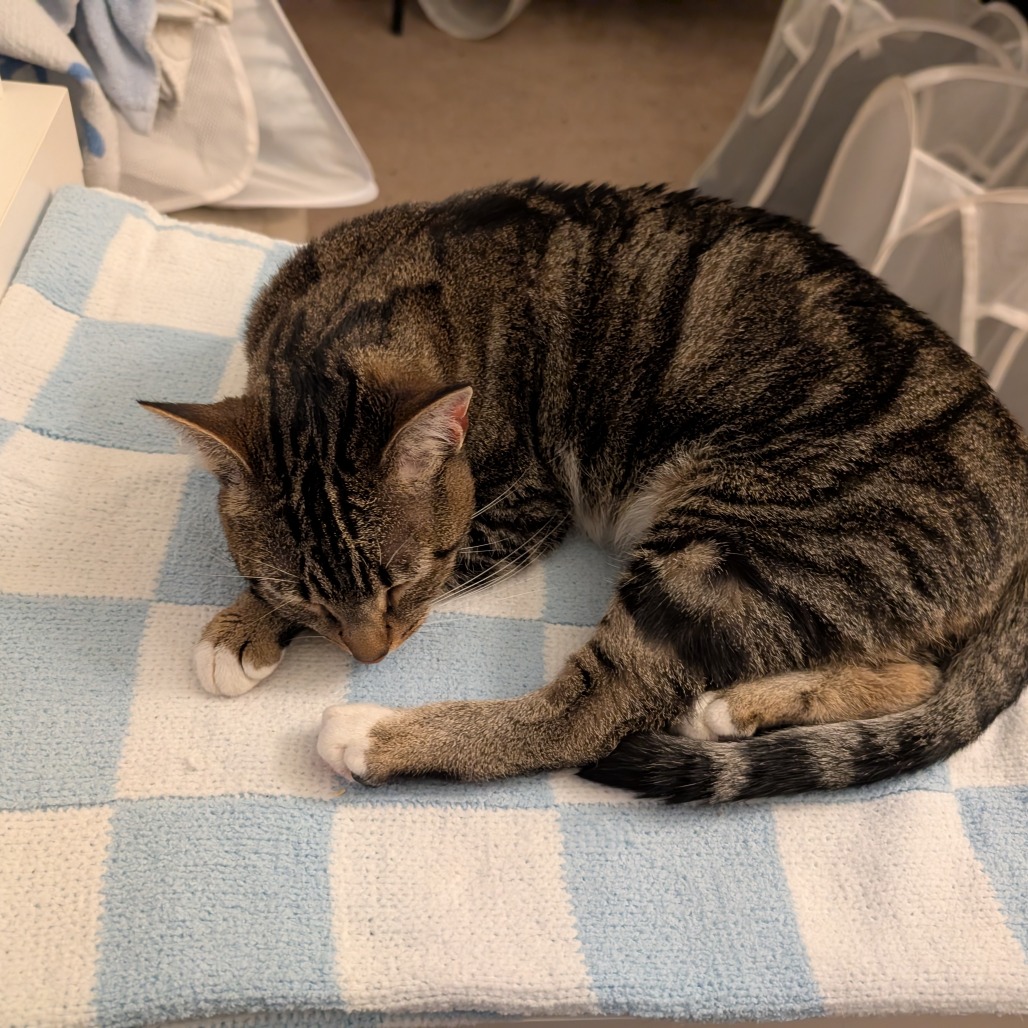 Shelter Stray Female Cat last seen , 980 Guilford College Rd, Greensboro, NC 27409, USA