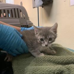 Shelter Stray Male Cat last seen , 361 S Raymond Ave, Pasadena, CA 91105, USA
