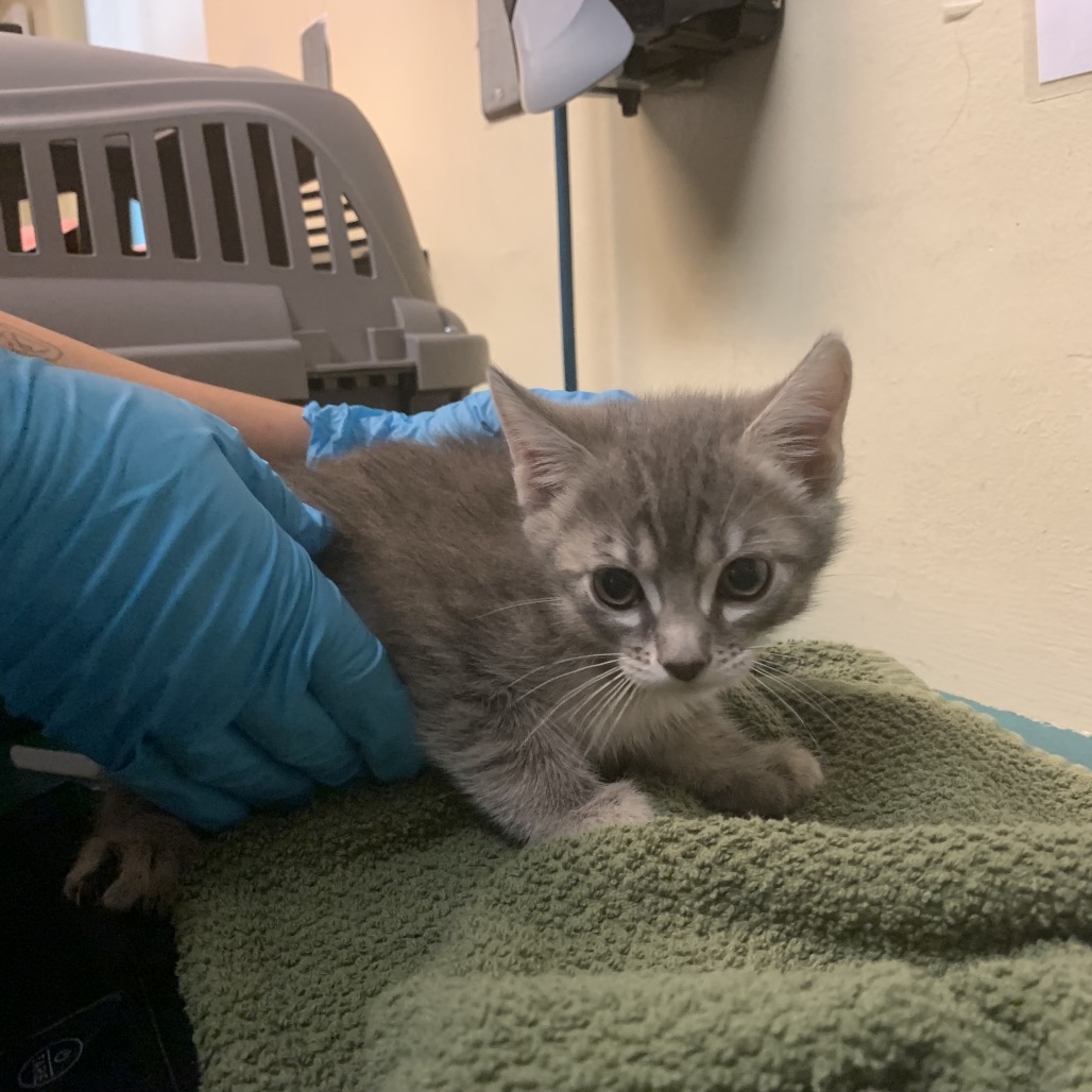 Shelter Stray Male Cat last seen , 361 S Raymond Ave, Pasadena, CA 91105, USA
