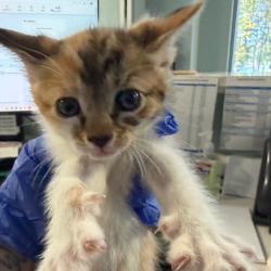 Shelter Stray Female Cat last seen , 980 Guilford College Rd, Greensboro, NC 27409, USA