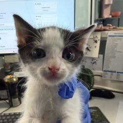 Shelter Stray Male Cat last seen , 980 Guilford College Rd, Greensboro, NC 27409, USA