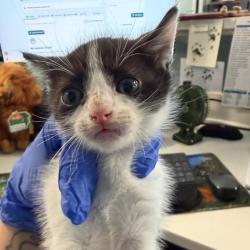 Shelter Stray Male Cat last seen , 980 Guilford College Rd, Greensboro, NC 27409, USA