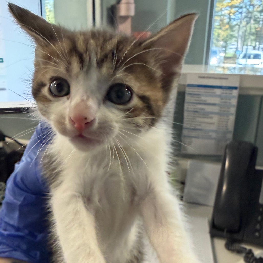 Shelter Stray Male Cat last seen , 980 Guilford College Rd, Greensboro, NC 27409, USA