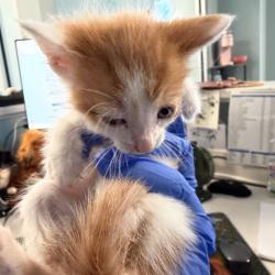 Shelter Stray Male Cat last seen , 980 Guilford College Rd, Greensboro, NC 27409, USA