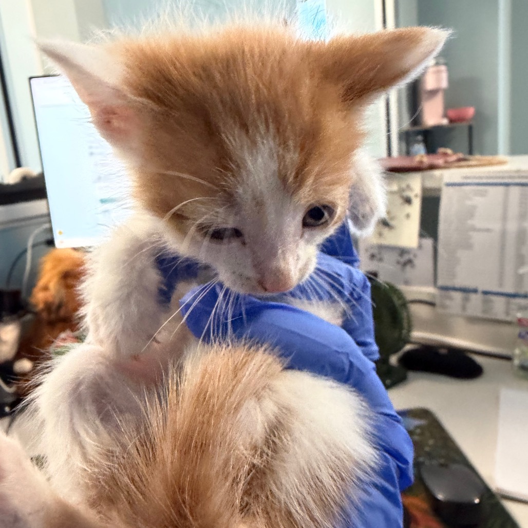 Shelter Stray Male Cat last seen , 980 Guilford College Rd, Greensboro, NC 27409, USA
