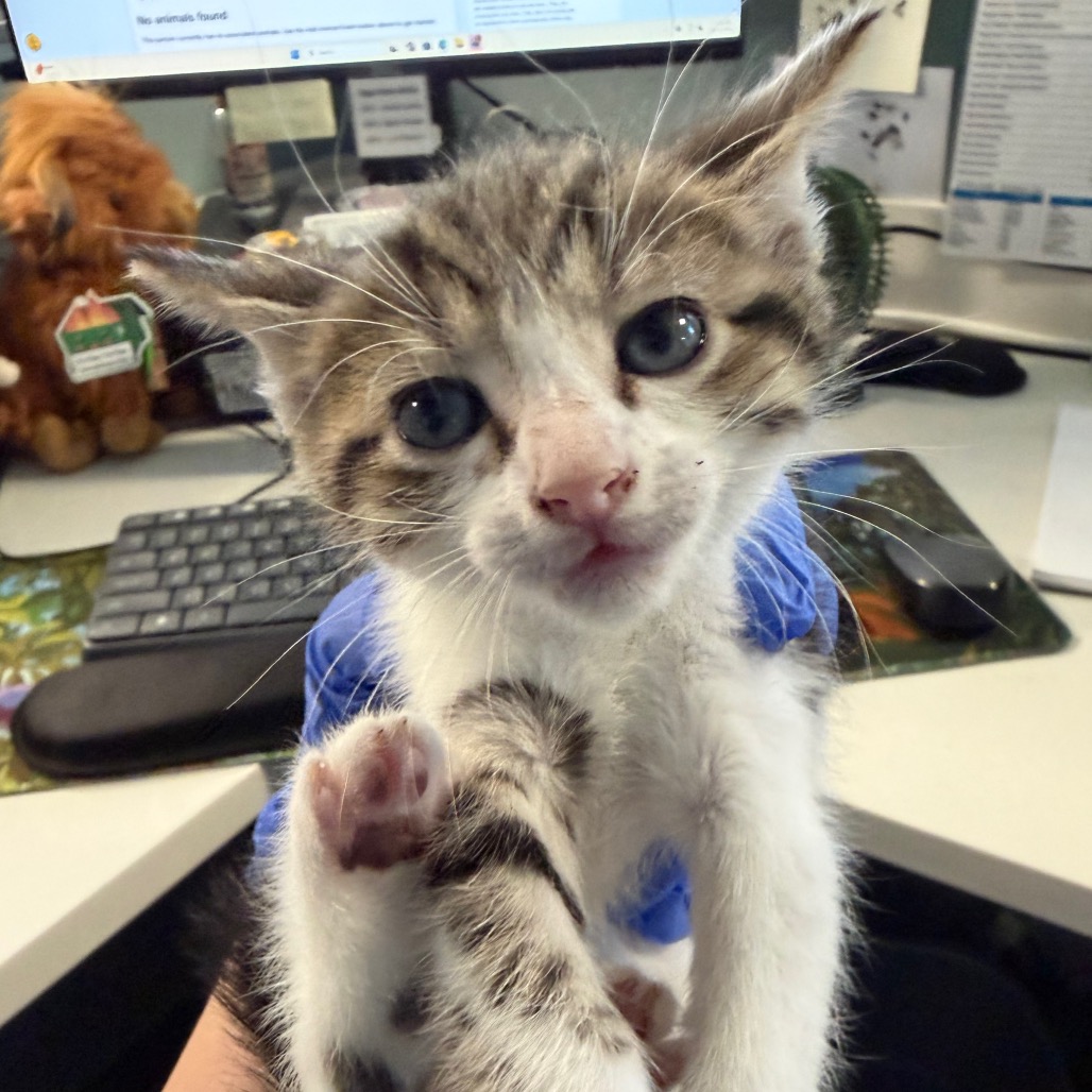 Shelter Stray Male Cat last seen , 980 Guilford College Rd, Greensboro, NC 27409, USA