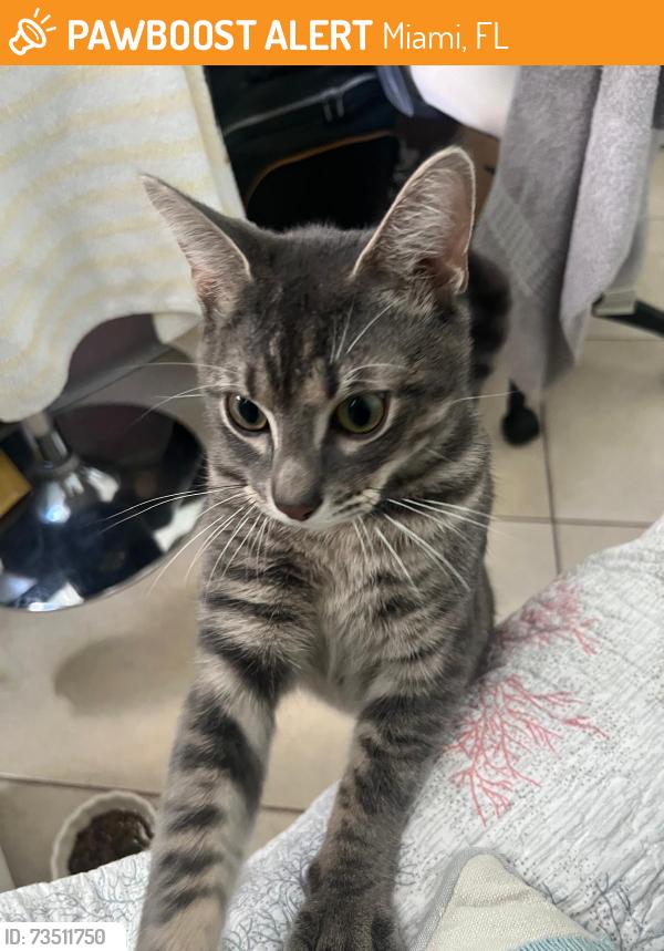 Found/Stray Male Cat last seen Found this unneutered male running around my complex (West Bird Village) behind the 117 & bird road USPS, Miami, FL 33175