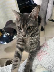 Found/Stray Male Cat last seen Found this unneutered male running around my complex (West Bird Village) behind the 117 & bird road USPS, Miami, FL 33175