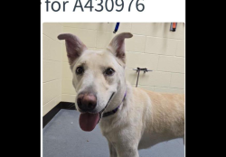 Found/Stray Female Dog last seen Larimer Street, Denver, CO 80223