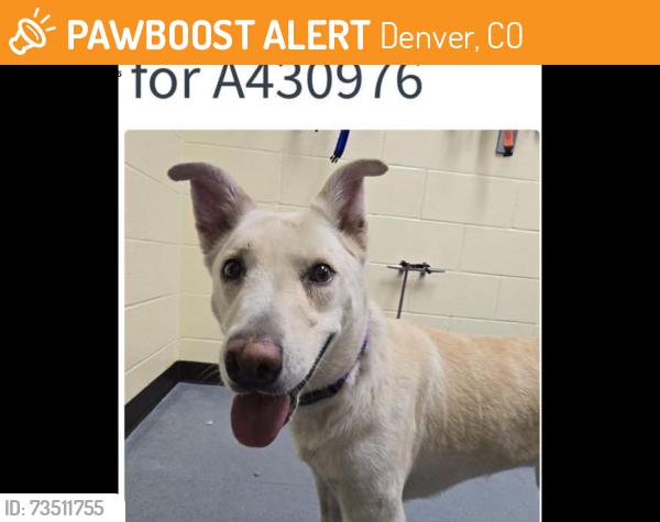 Found/Stray Female Dog last seen Larimer Street, Denver, CO 80223