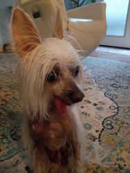 Reunited Female Dog last seen Potomac View Road, Cascades, VA 20165