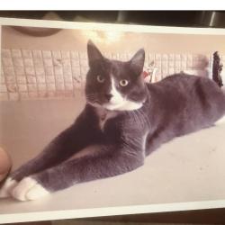 Reunited Male Cat last seen 135Ave and 112 Street, Edmonton, AB T5E 5A4