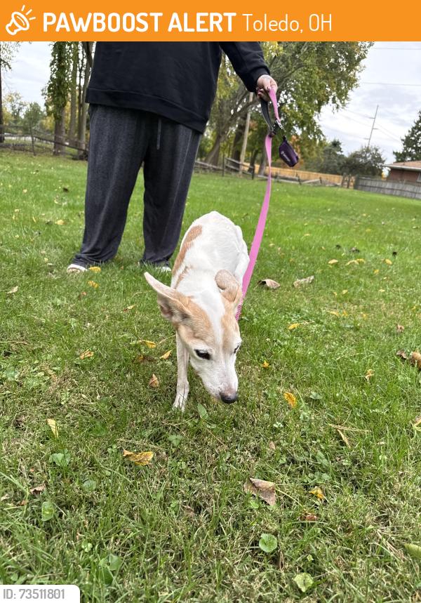 Found/Stray Male Dog last seen Stengel Ave and ogontz, Toledo, OH 43614