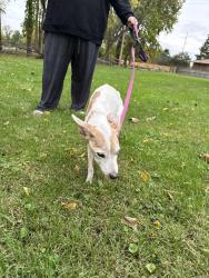 Found/Stray Male Dog last seen Stengel Ave and ogontz, Toledo, OH 43614