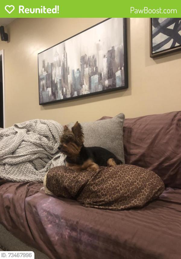 Reunited Female Dog last seen Cemetery road, Bowling Green, KY 42103