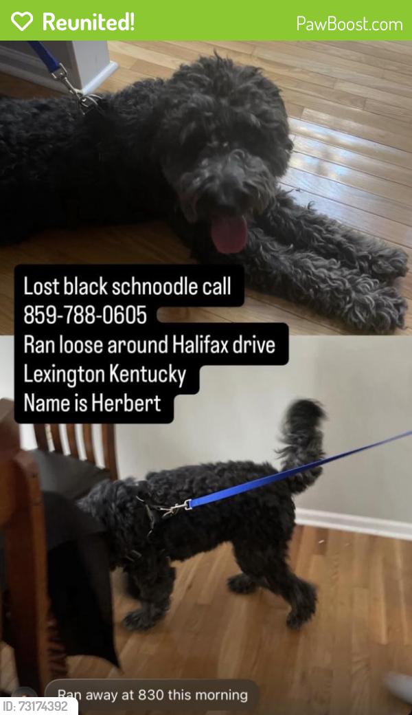 Reunited Male Dog last seen Halifax Drive, Lexington, KY 40503